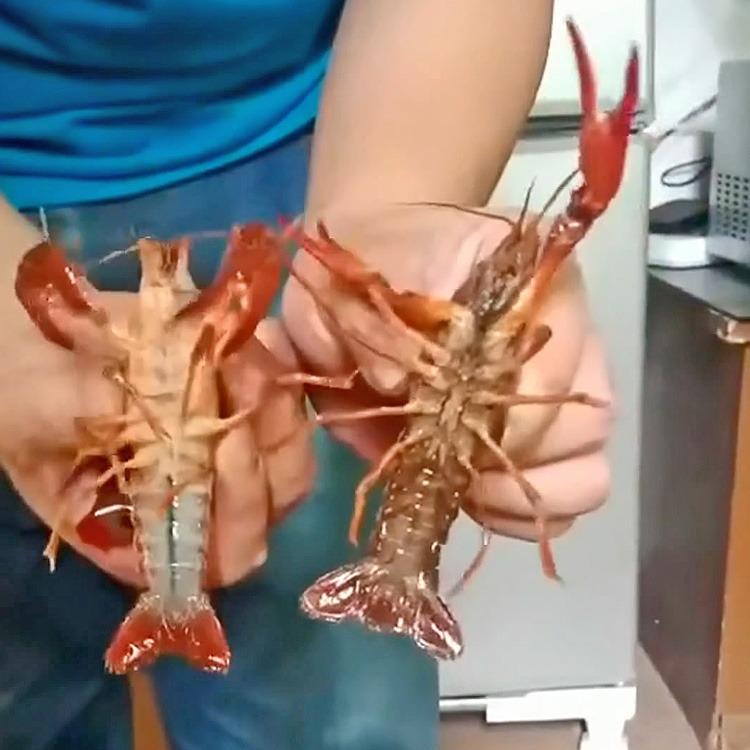 超聲波洗碗機